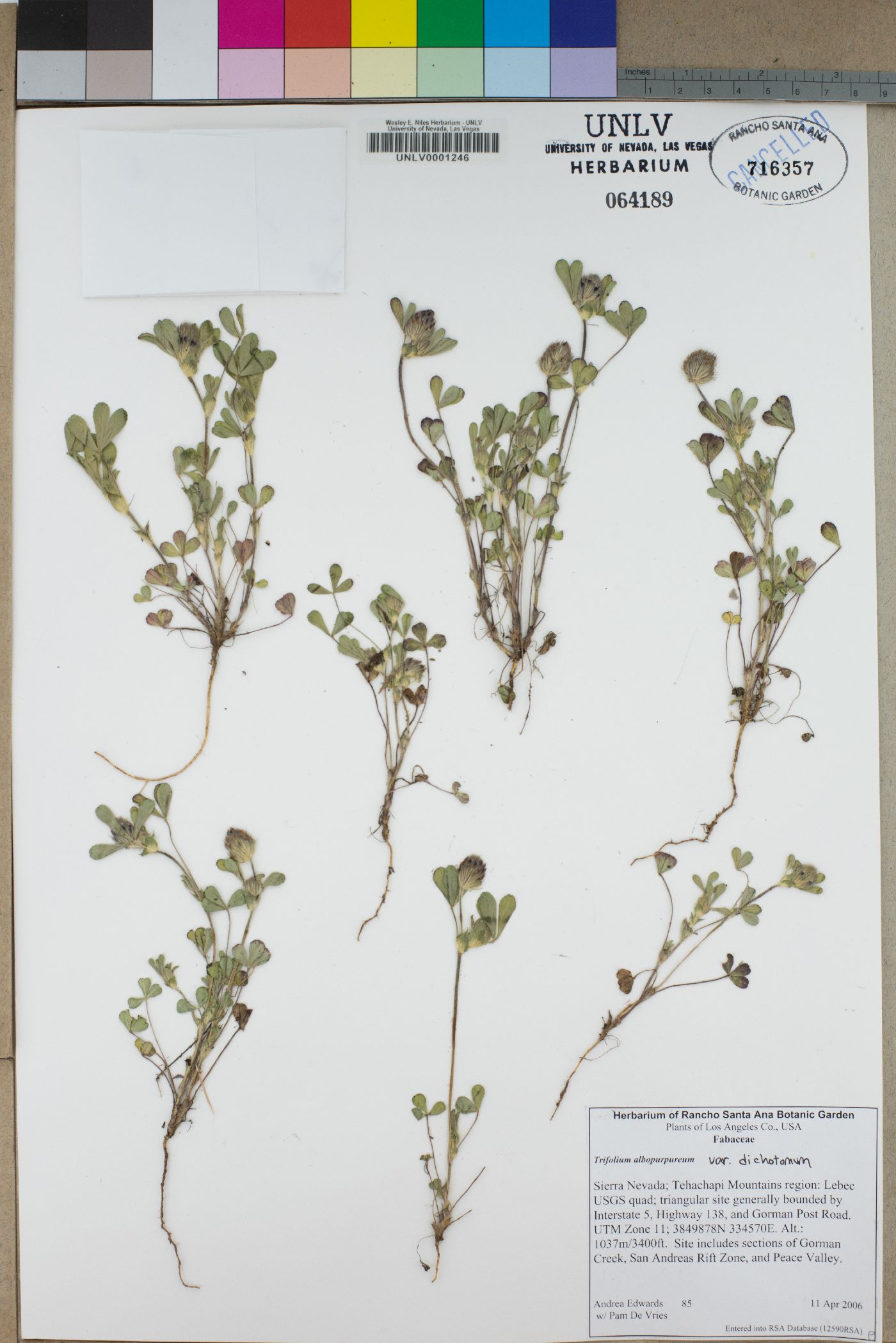 Trifolium albopurpureum var. dichotomum image