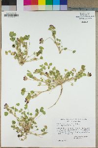 Trifolium amplectens image