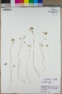 Trifolium dubium image