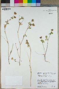 Trifolium gracilentum image