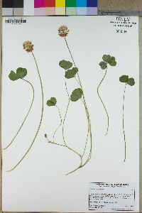 Trifolium hybridum image