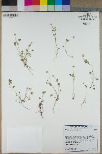 Trifolium microcephalum image