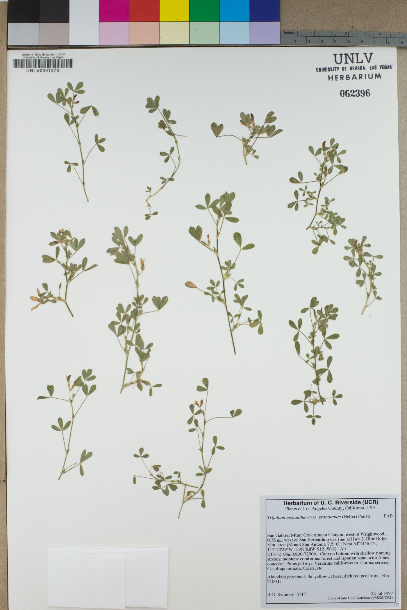 Trifolium monanthum var. grantianum image