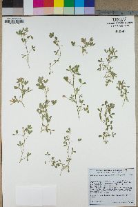 Trifolium monanthum image