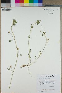 Trifolium variegatum image