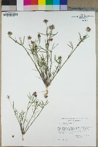 Trifolium variegatum image