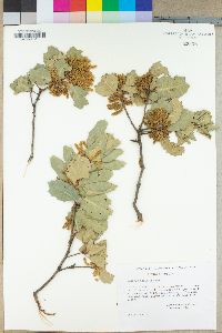 Quercus agrifolia image