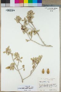 Quercus cornelius-mulleri image