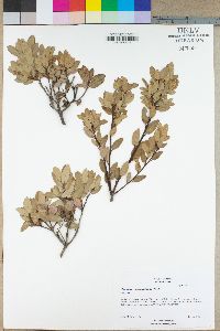 Quercus vaccinifolia image