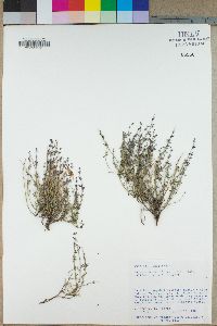 Hedeoma nana var. californica image