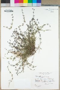 Hedeoma nana var. californica image