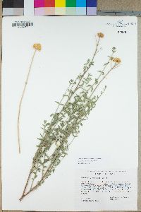 Monardella robisonii image