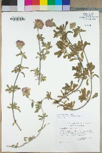 Monardella undulata subsp. crispa image