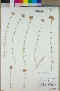 Monardella linoides image