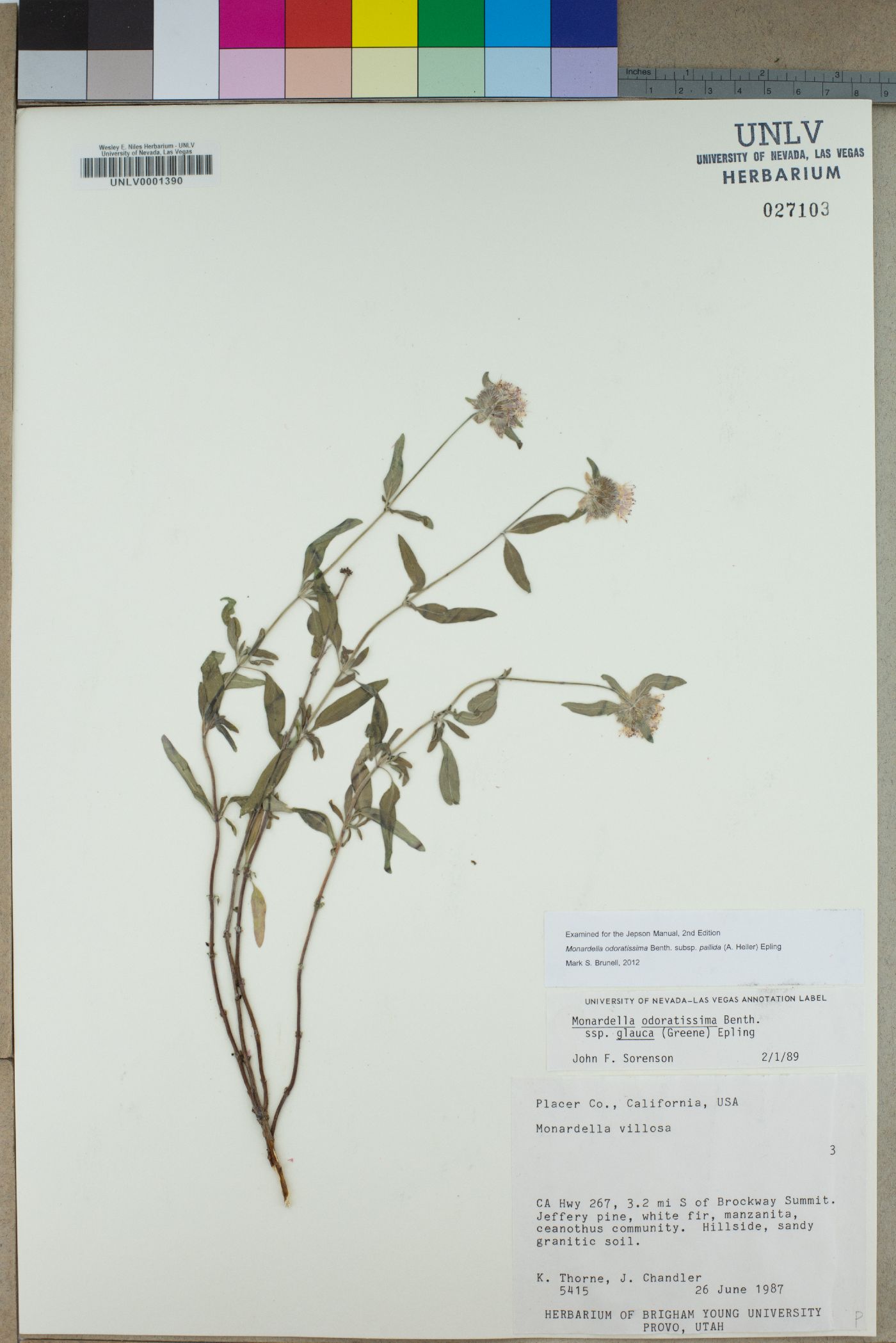 Monardella odoratissima subsp. pallida image