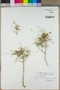Salazaria mexicana image