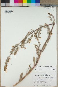 Salvia apiana var. apiana image