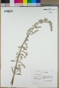 Salvia apiana image