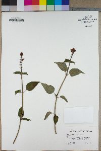 Salvia involucrata image