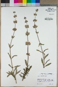 Salvia mellifera image