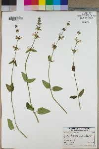 Stachys ajugoides image