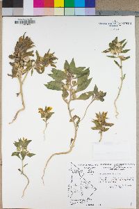 Mohavea breviflora image