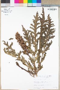 Pedicularis densiflora image