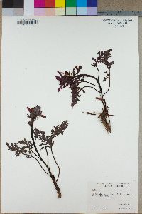 Pedicularis densiflora image