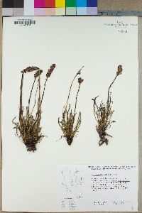 Pedicularis attollens image