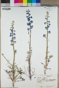 Delphinium parishii image