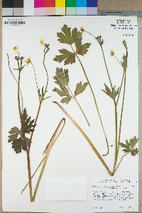 Ranunculus californicus image