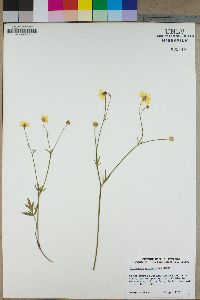 Ranunculus californicus image