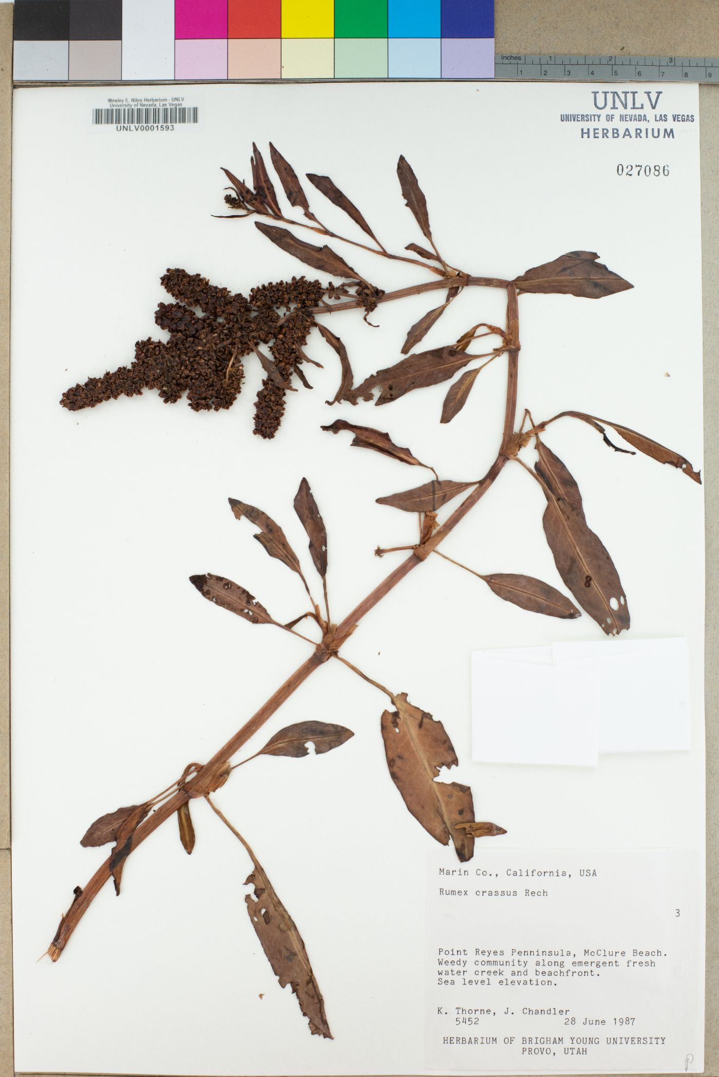 Rumex crassus image