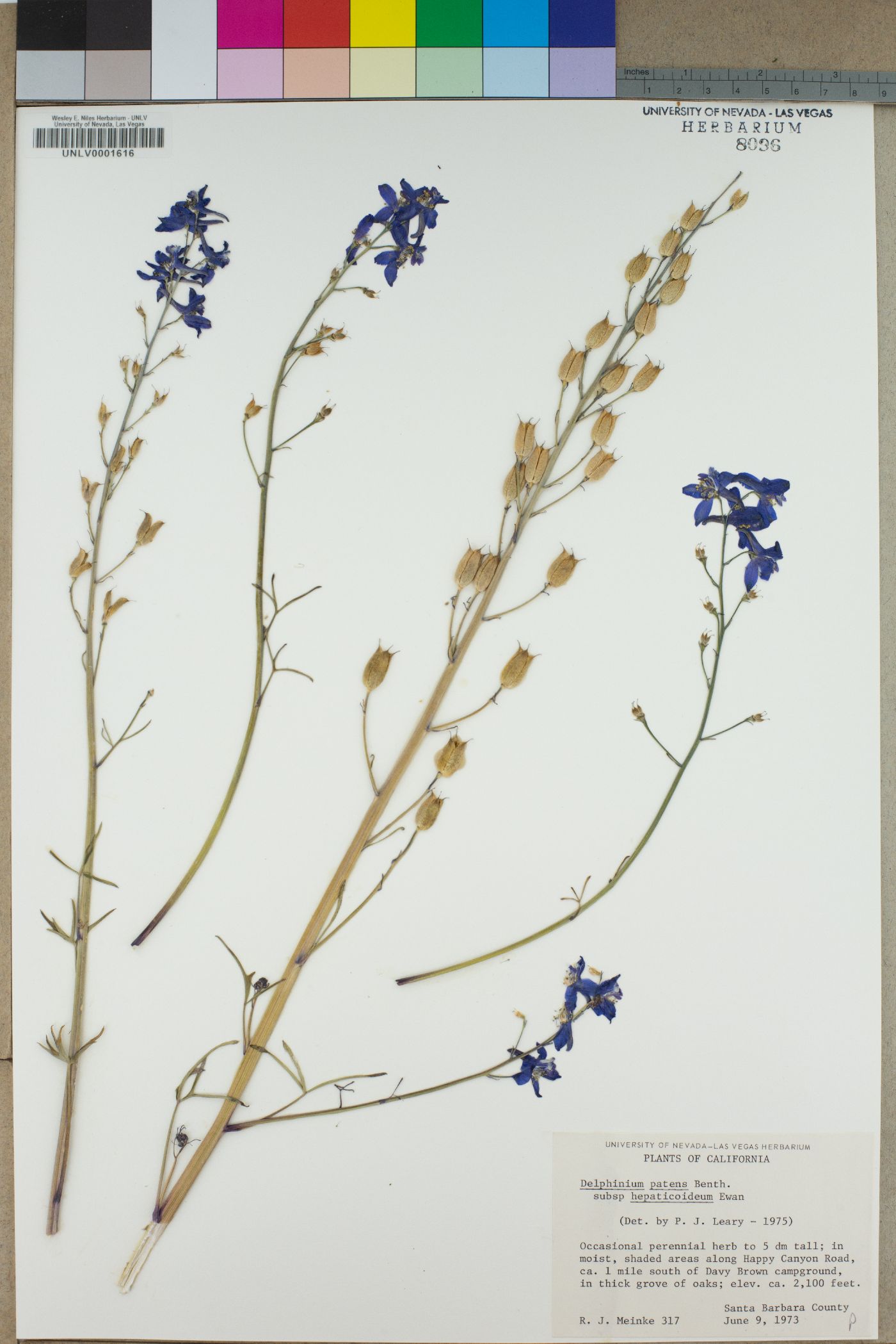 Delphinium patens image