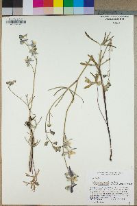 Delphinium parryi subsp. blochmaniae image