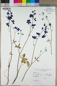 Delphinium parryi image