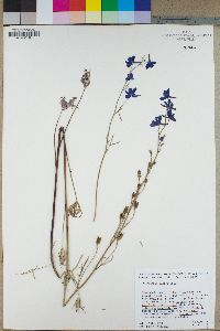 Delphinium parryi image