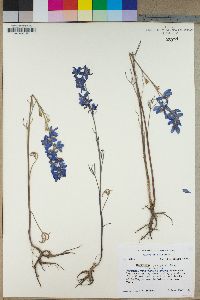 Delphinium parryi subsp. parryi image