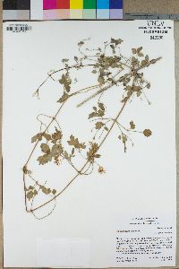 Clematis pauciflora image