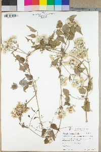 Clematis ligusticifolia image