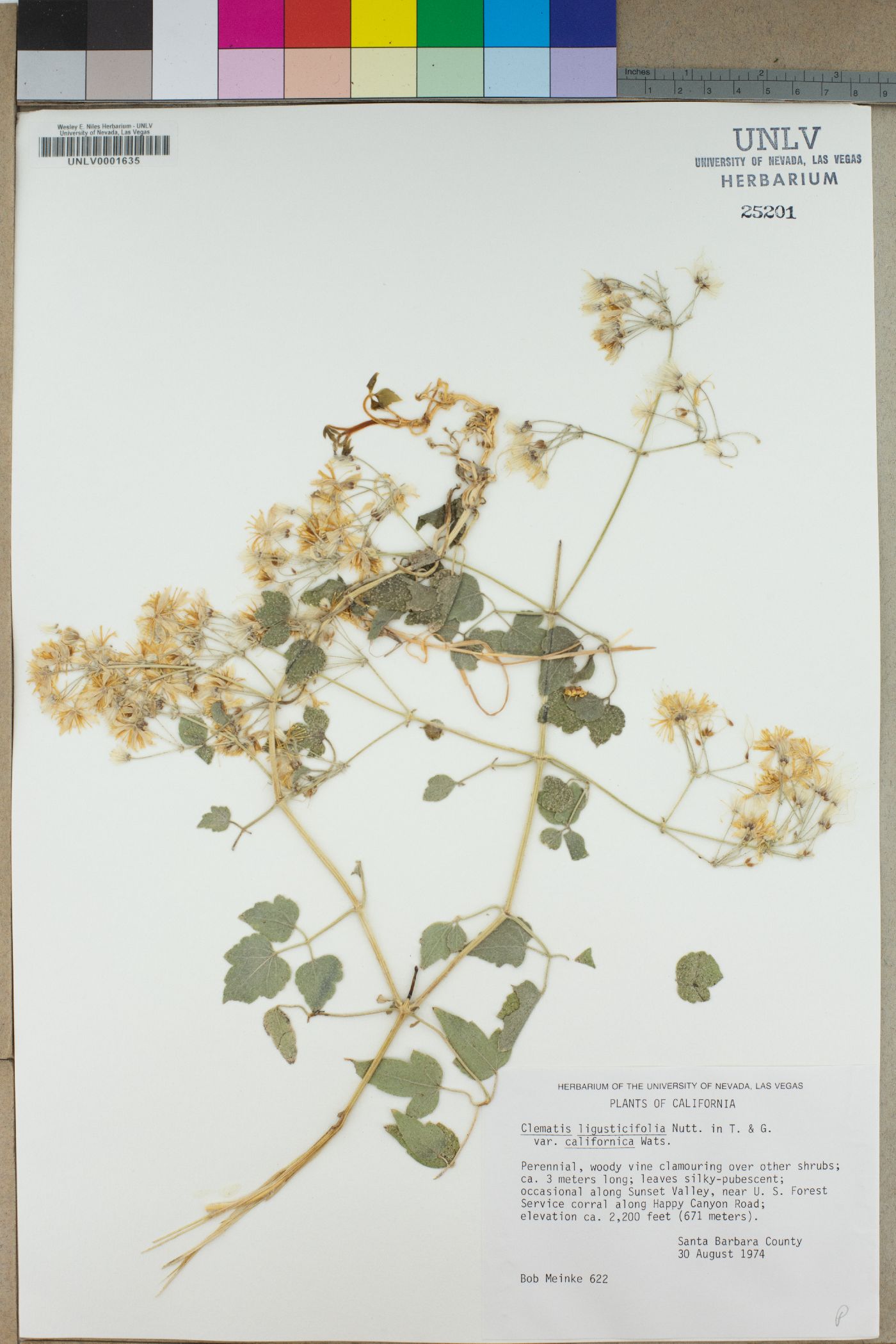 Clematis ligusticifolia var. californica image