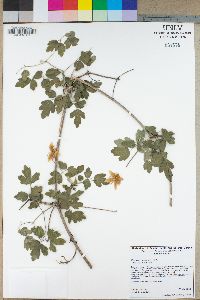 Clematis lasiantha image