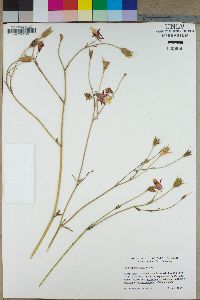 Aquilegia formosa image