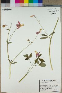 Aquilegia formosa image