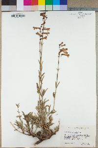 Penstemon rostriflorus image