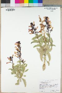 Penstemon clevelandii subsp. mohavensis image