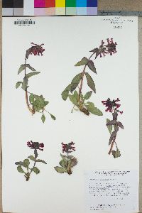 Penstemon calcareus image