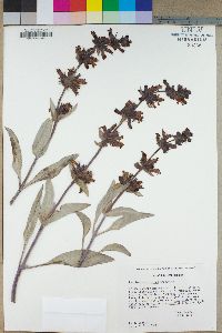 Penstemon calcareus image