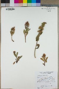 Penstemon calcareus image