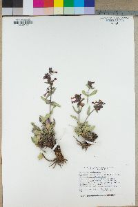 Penstemon calcareus image